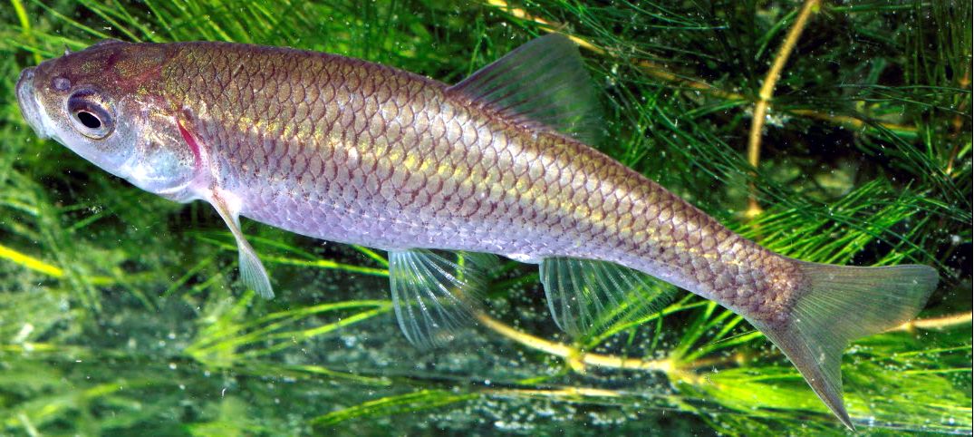 Squalius valentinus_06.jpg